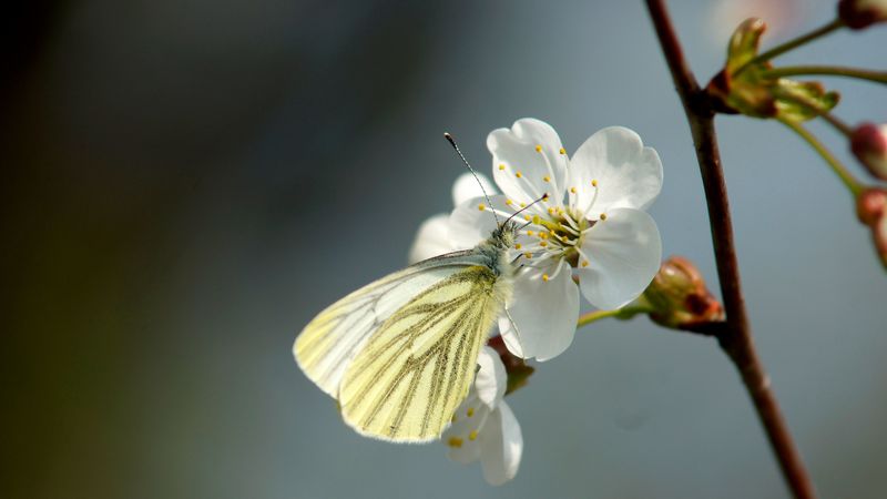 butterfly, cherry, spring, flower, 4k