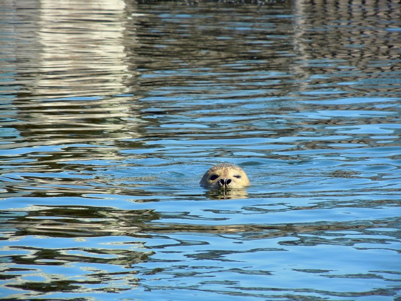 seal robbe swim 4k