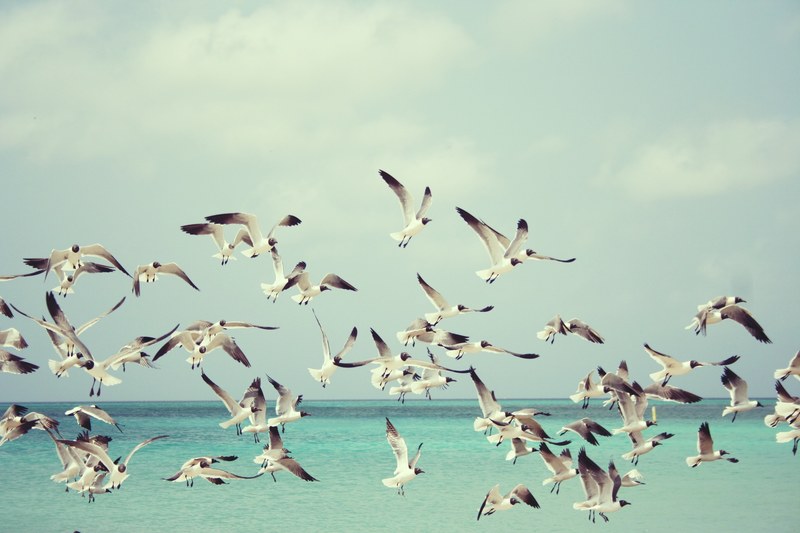 seagulls beach bird birds wings nature sea 4k