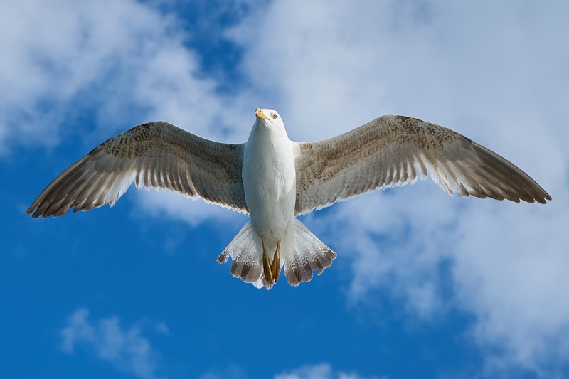 seagull bird fly animal freedom keywords wings 4k