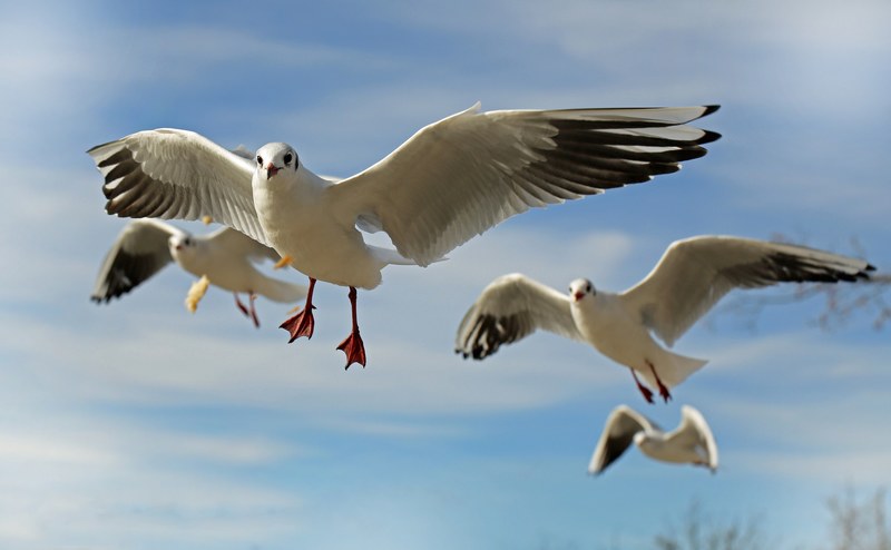seagull bird animal fly close coast water bird 4k