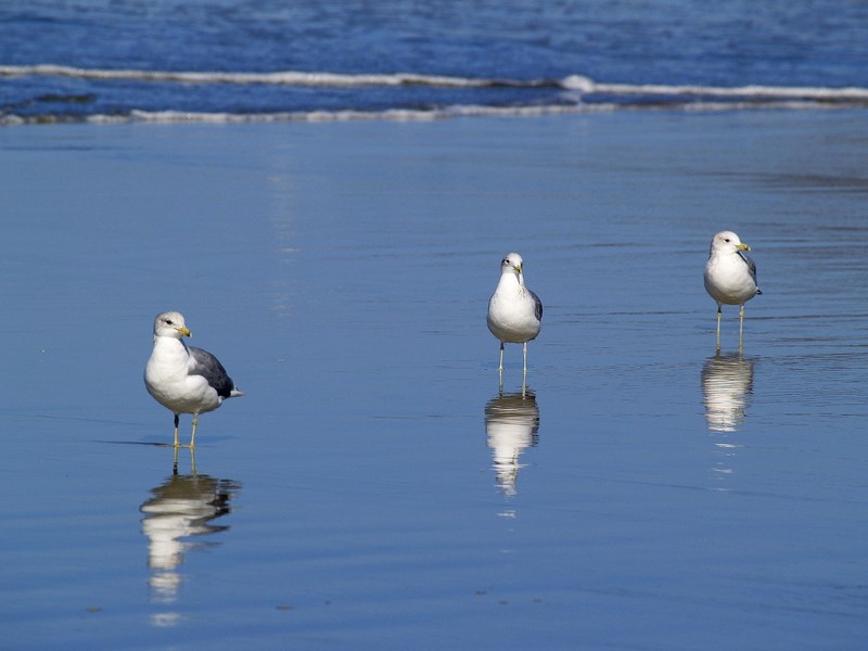 seagulls beach water ocean pacific sand nature 4k