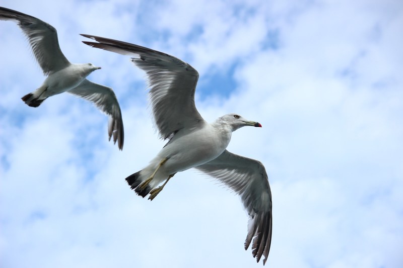 seagull new sea sky flight wing 4k
