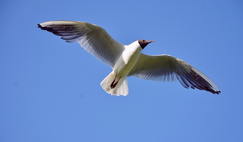 seagull sea gull bird white gray photos sky 4k