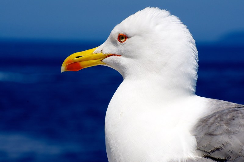 seagull gabbiano bird fly animal nature sea 4k