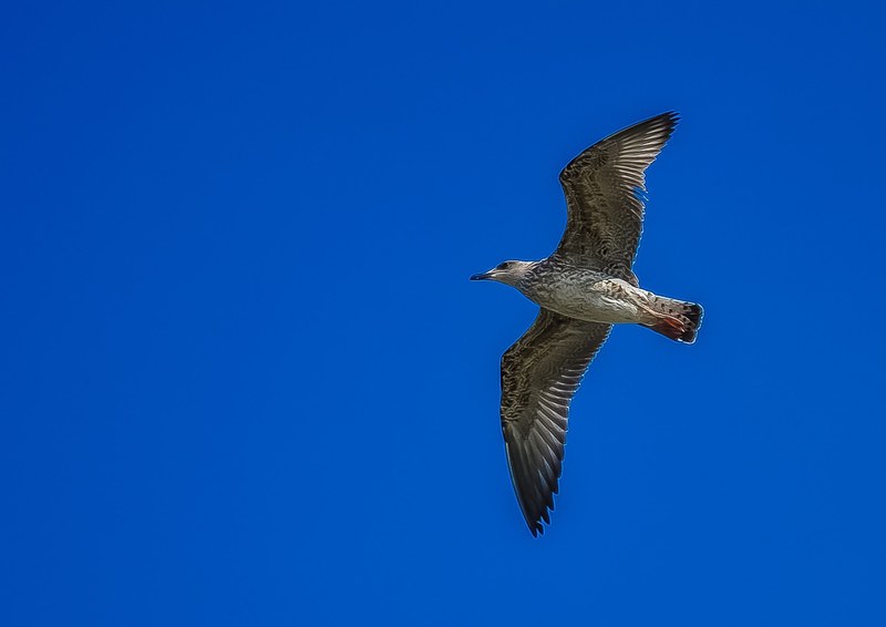 seagull sky fly bird nature blue freedom wing 4k