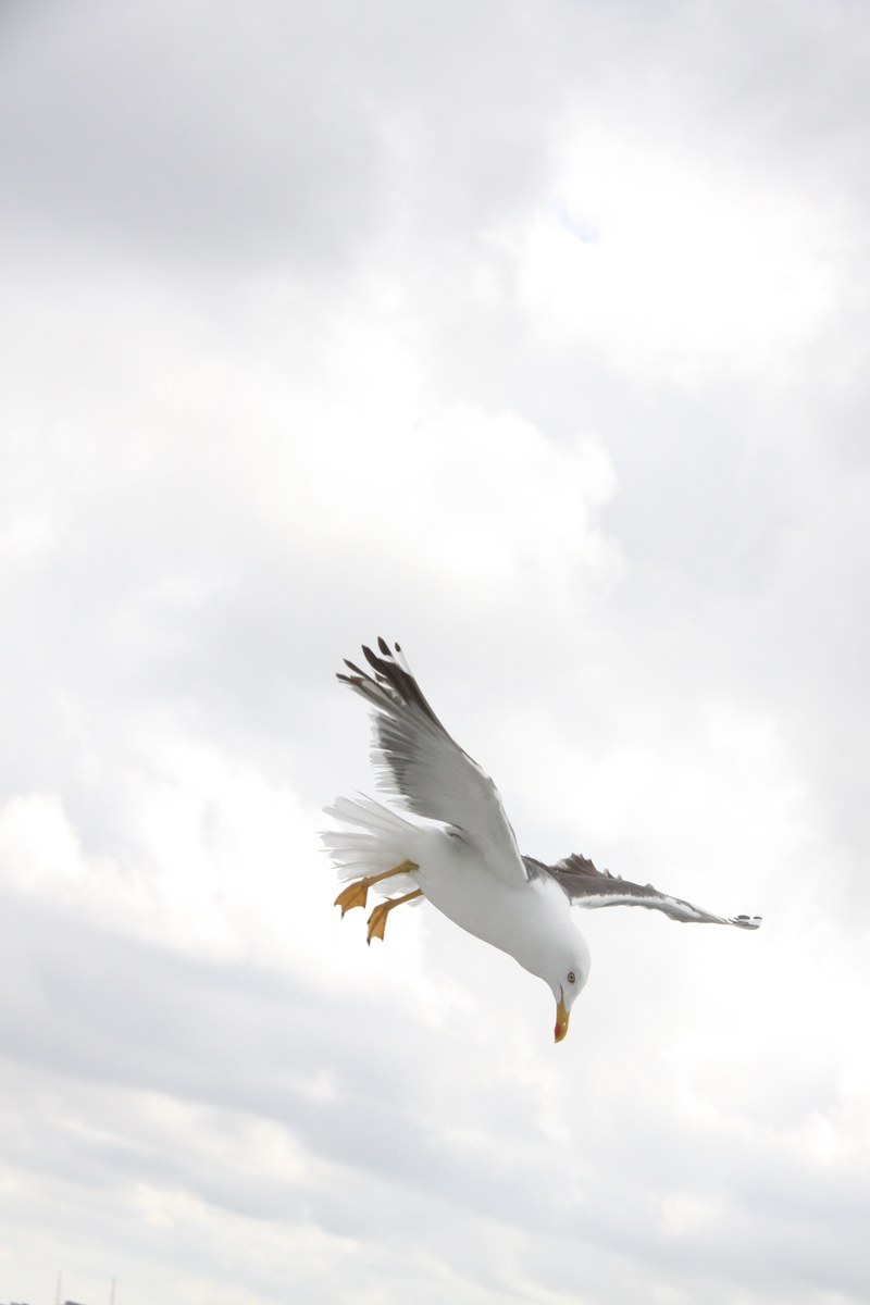 seagull bird wings fly nature 4k