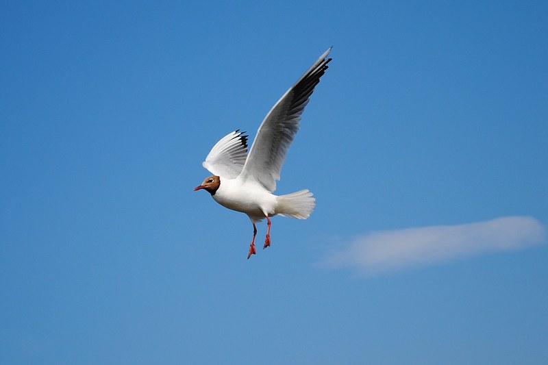 seagull fly bird coast 4k