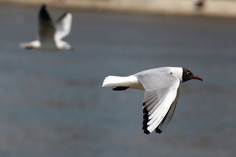seagull flying bird fly wings feather wildlife 4k