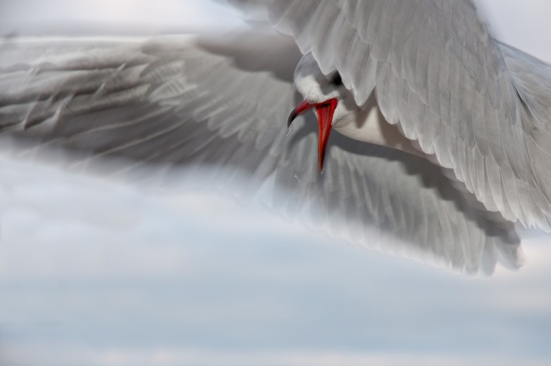 seagull bird close water bird sea fly coast bill 4k