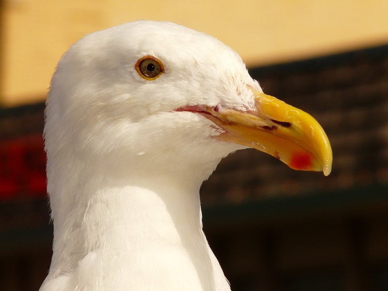 seagull bird bill feather close animal creature 4k