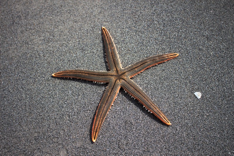 sea star beach marine fauna 4k