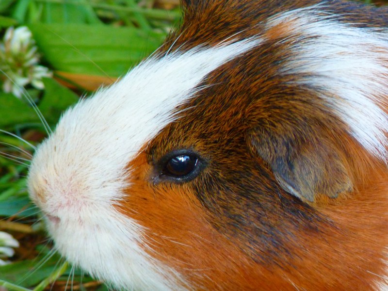 sea ​​pig house cavia porcellus sea ​​pig caviidae 4k