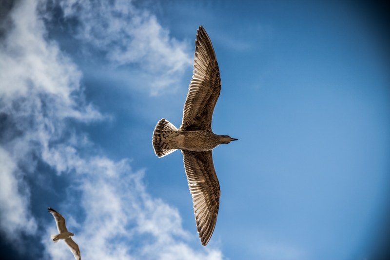 sea gull bird sky nature gull sea blue seagull 4k