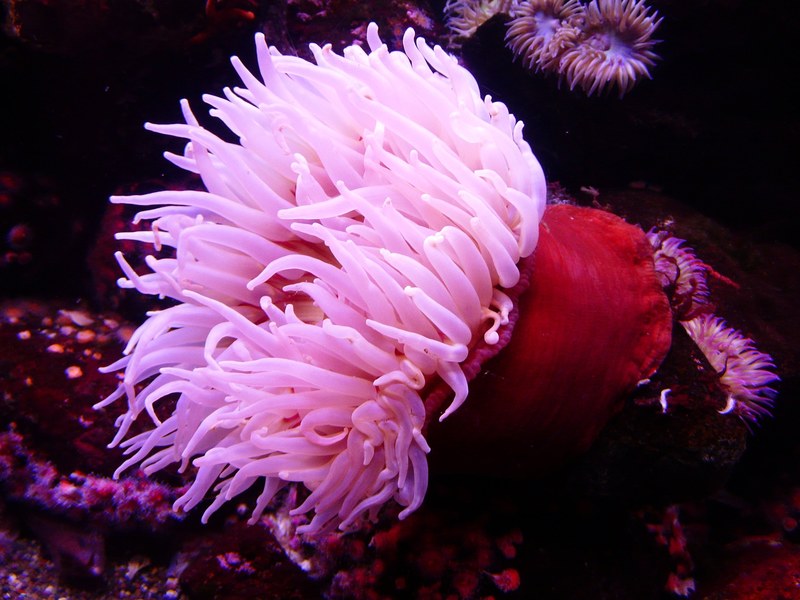sea anemone anemone water sea animal creature 4k
