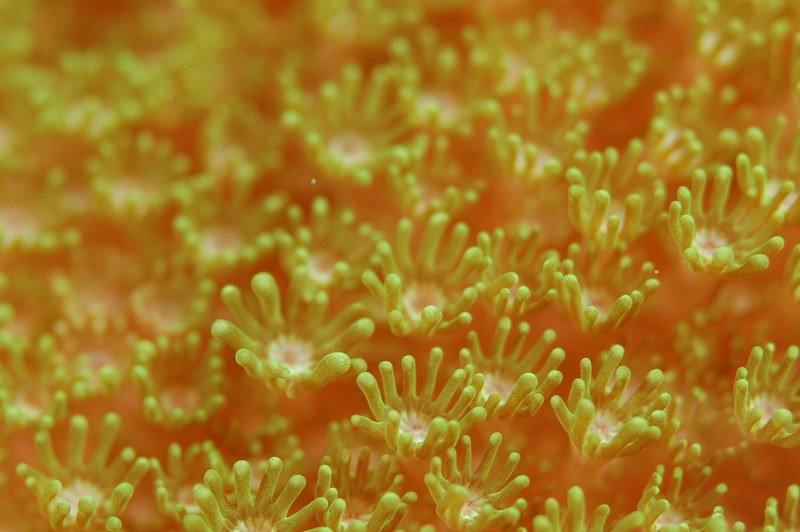 sea anemone anemone underwater life sea diving 4k