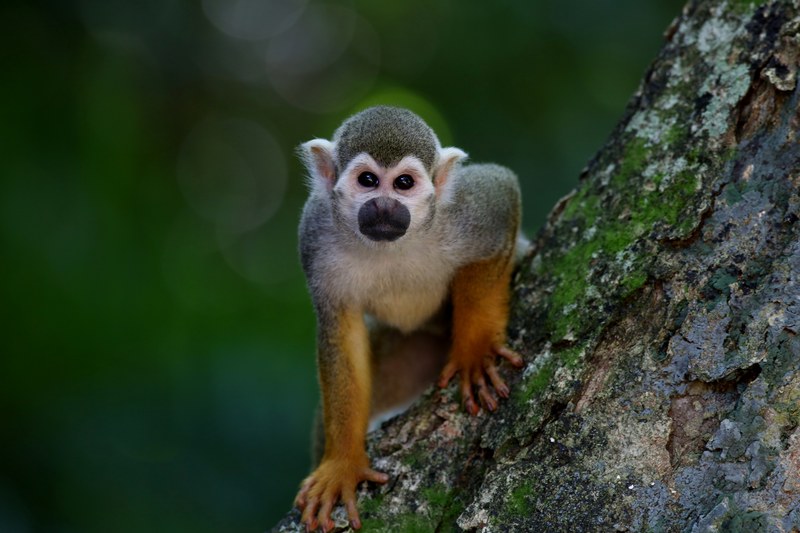 scented monkey primate animal looking in the tree 4k