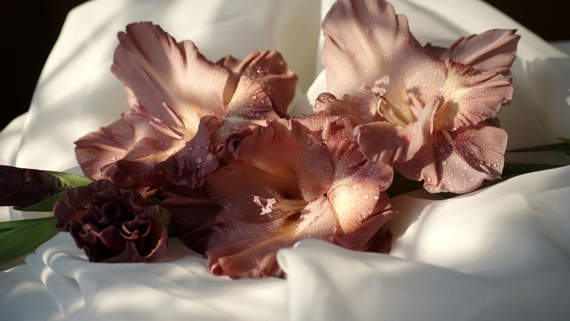 gladiolus, flowers, drops, fabric, close-up, 4k