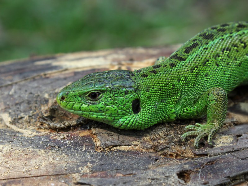 sand lizard lizard lacerta agilis green family 4k