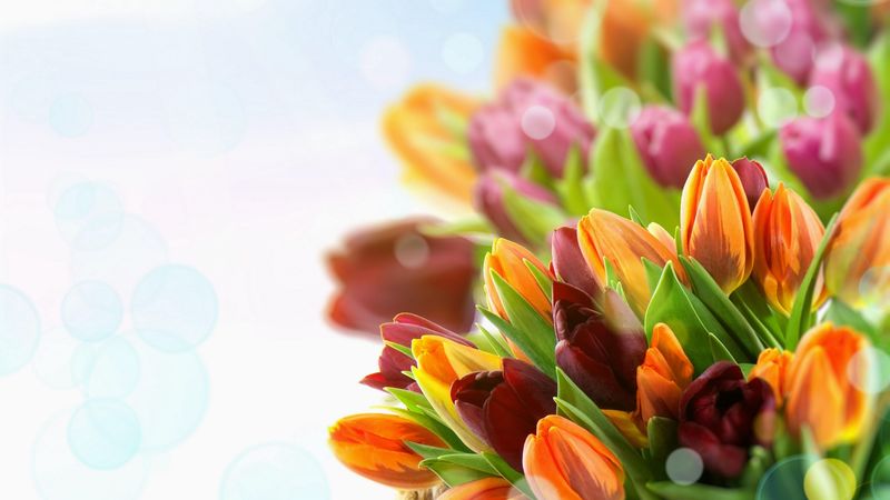 tulips, flowers, colorful, close-up, 4k