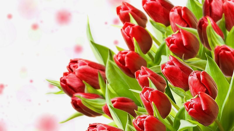 tulips, flowers, bouquet, close-up, 4k