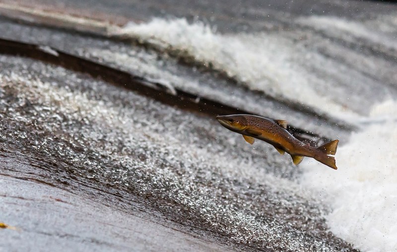 salmon fish run jump travel 4k