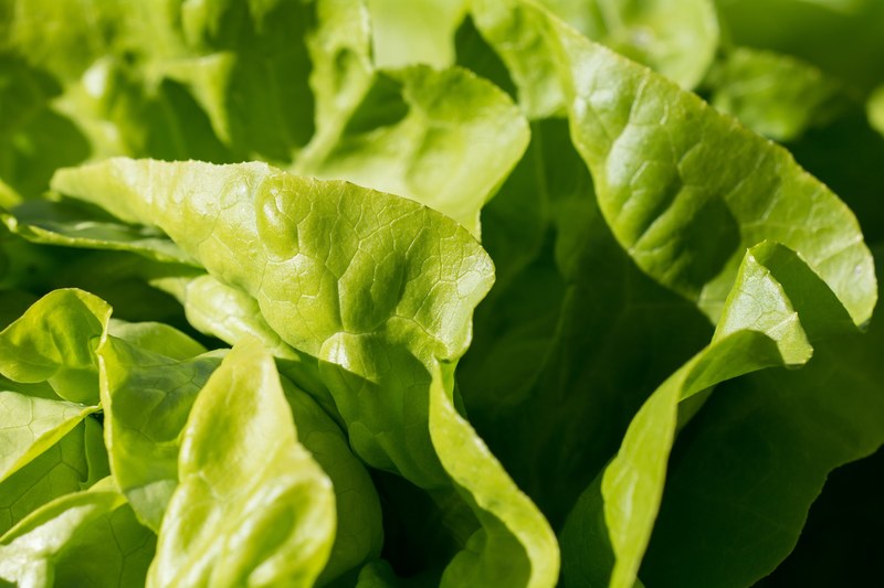 salad green leaf lettuce garden in the garden 4k