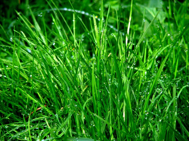 rush grass dew meadow dewdrop drip water 4k
