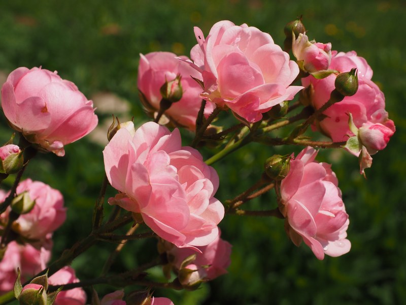 roses rosebush pink garden roses blossom bloom 4k