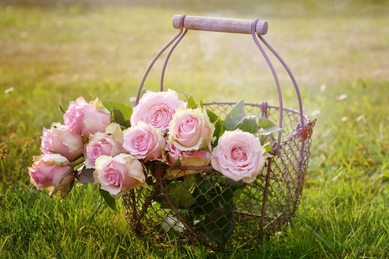 roses blossom bloom pink rose rose bloom 4k