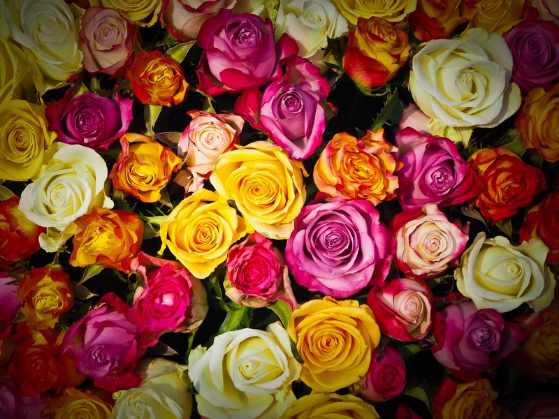 roses bouquet of roses bouquet flowers white pink 4k