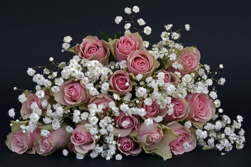 roses rose flower flowers pink white gypsophila 4k