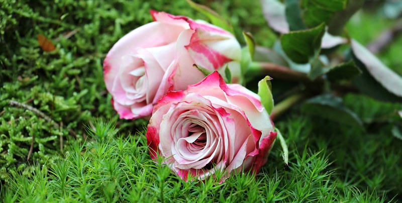 roses culture roses noble roses pink white 4k
