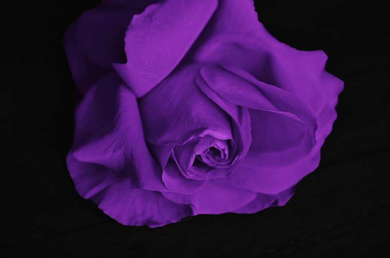 roses flower love plant valentine color rose 4k