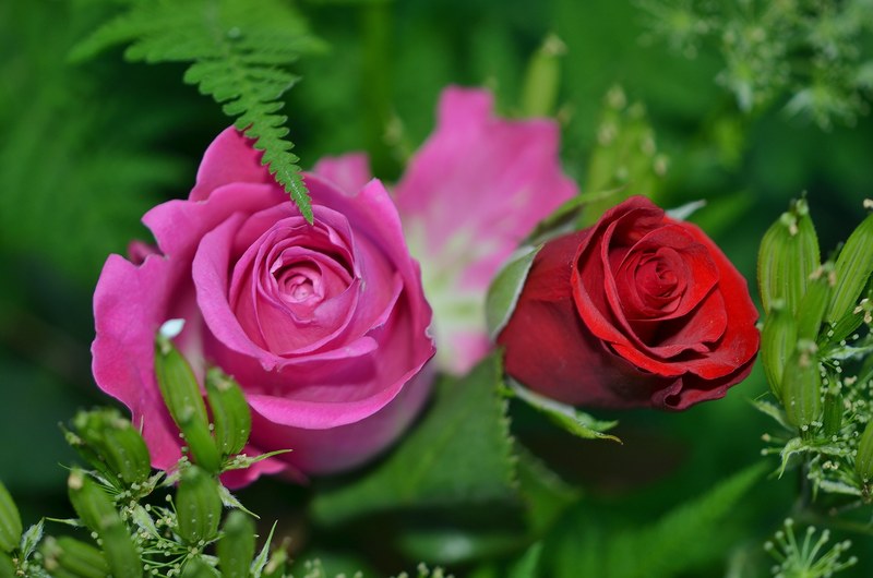 roses flower nature macro pink rose green leaf 4k