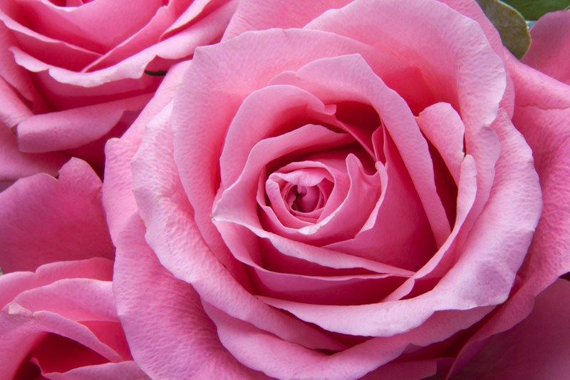 roses pink family rose family flora plant tender 4k