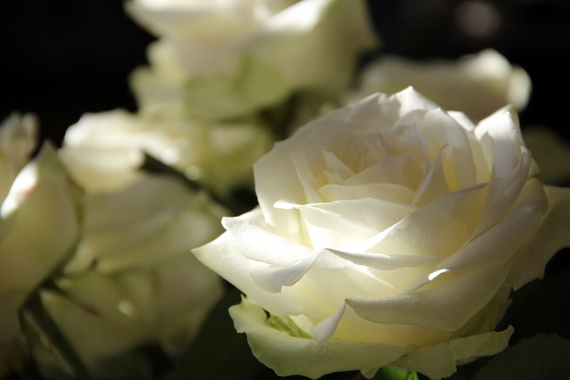 roses flowers way of the roses 4k