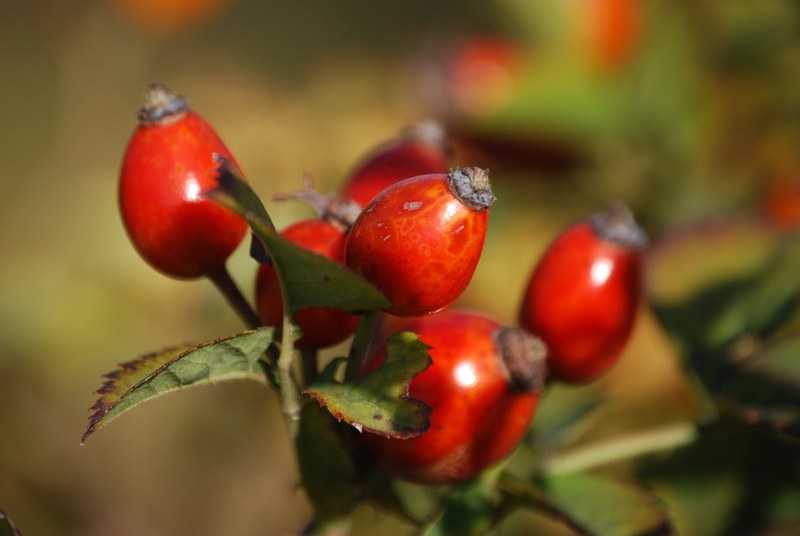 rosehips berry branch plant red nature 4k