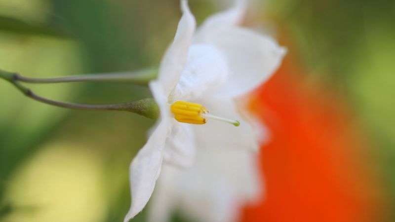 white flower, petals, blurring, 4k