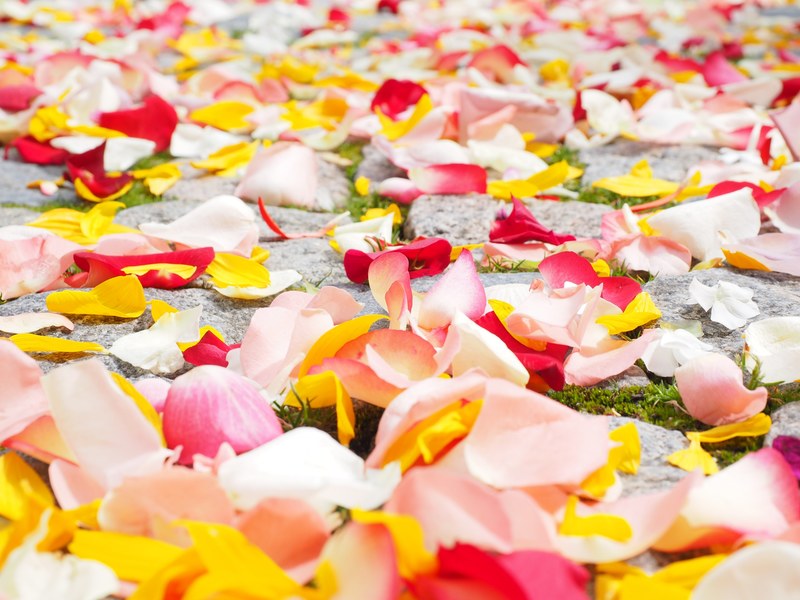 rose petals petals wedding red love scatter roses 4k