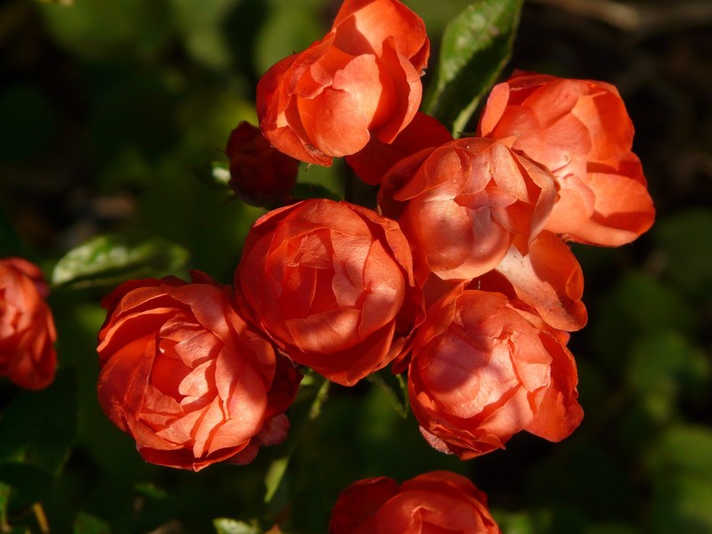rose bud rose flower rose rosebush spherical 4k