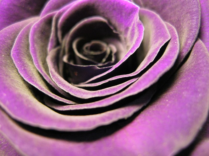 rose bloom rose violet flower blossom bloom 4k