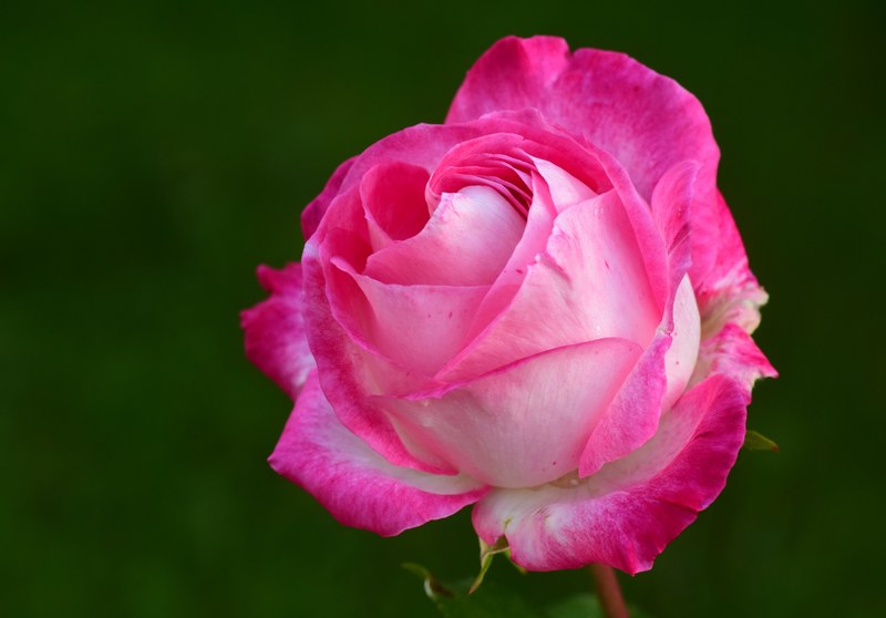 rose pink pink rose rose bloom blossom bloom 4k
