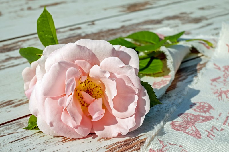 rose flower blossom bloom flowers pink pink rose 4k