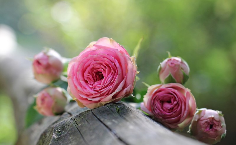 rose bush röschen pink rose bush florets pink 4k