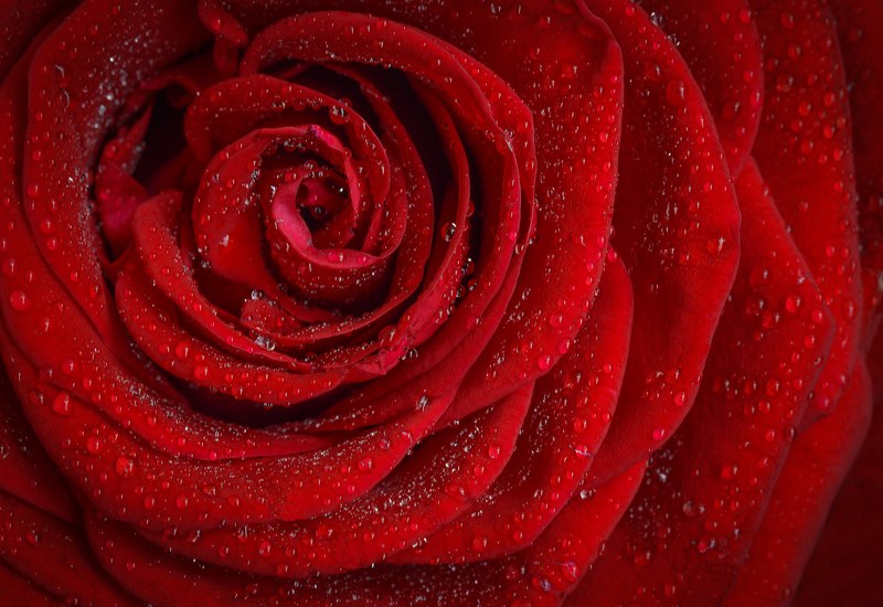 rose red rosa morning rose flower flower 4k