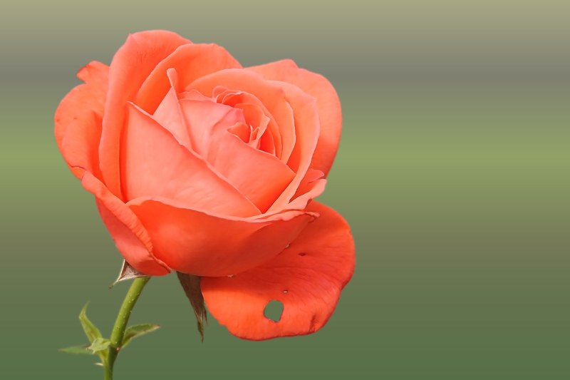 rose orange salmon rose blooms blossom bloom 4k
