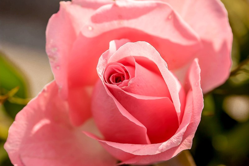 rose rose bloom flower blossom bloom flowers pink 4k