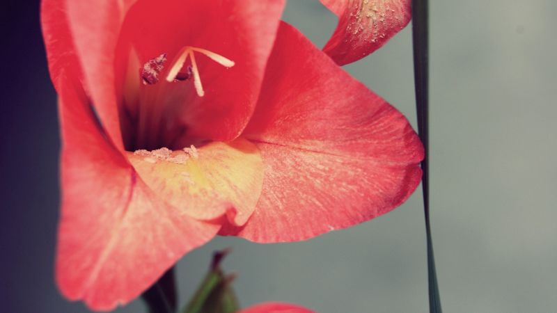 petals, flower, stamen, background, 4k