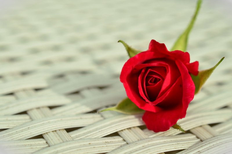 rose red rose romantic rose bloom beauty white 4k
